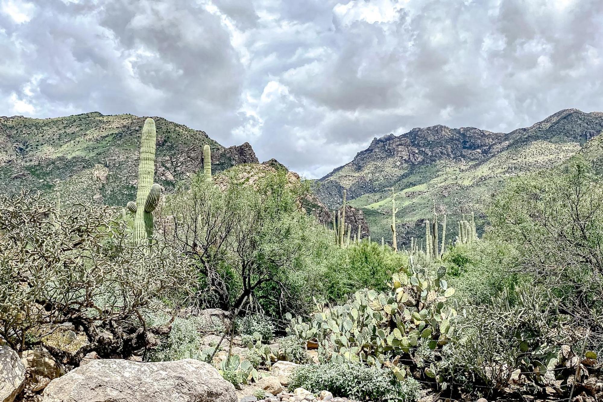 Canyon View Tucson Bilik gambar